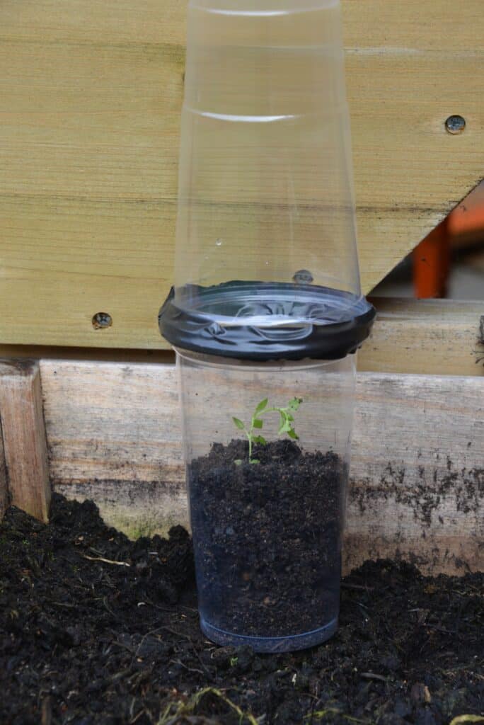 Easy Ideas for a School Gardening Club