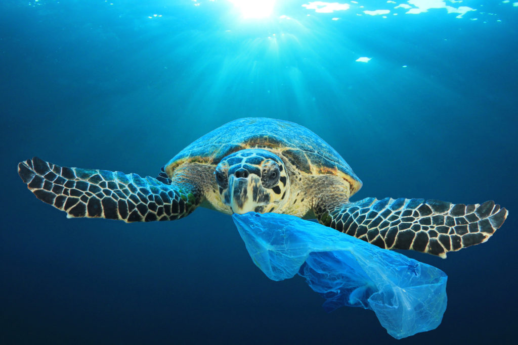 Easy Ideas for World Ocean Day