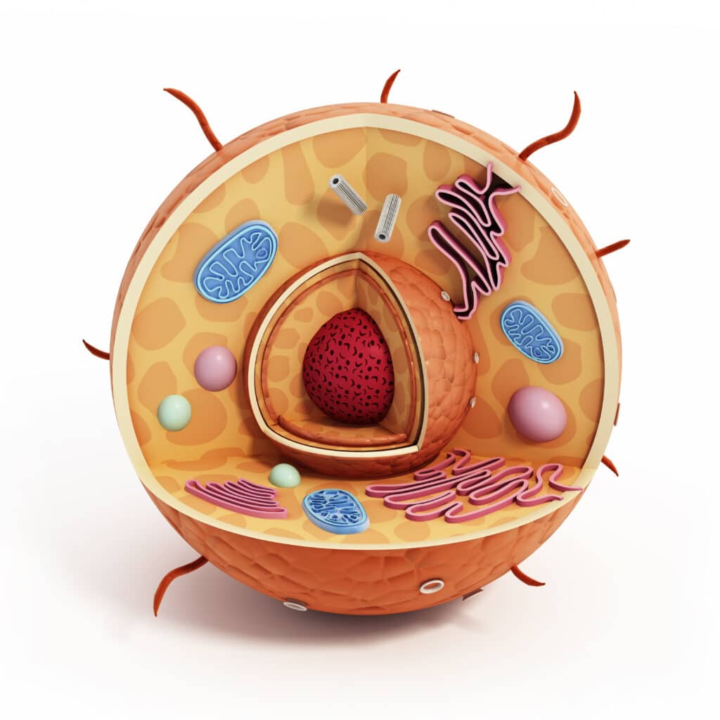 What is a cell?