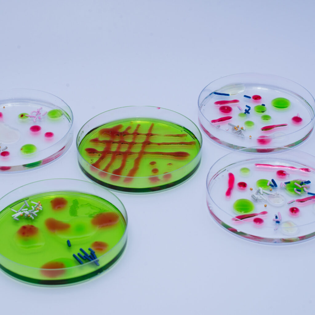 Jelly Petri Dish Bacteria