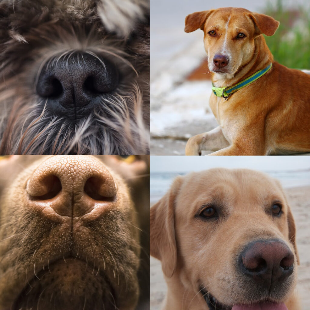 Why do dogs have cold noses?